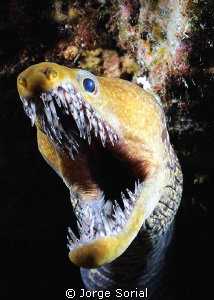 Fangtooth moray eel in a night dive by Jorge Sorial 
